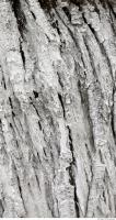 tree bark 0019